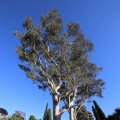 IMG_0325: Tree in Seaver Commons