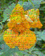 Shortwave Radiogram image