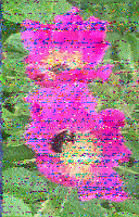 Shortwave Radiogram image