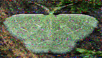 Shortwave Radiogram image