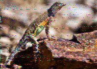 Shortwave Radiogram image