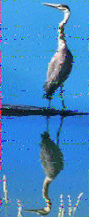 Shortwave Radiogram image