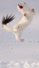 Shortwave Radiogram image