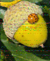 Shortwave Radiogram image