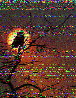 Shortwave Radiogram image