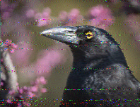 Shortwave Radiogram image