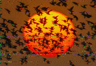 Shortwave Radiogram image