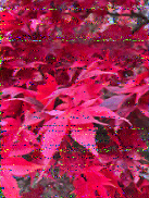 Shortwave Radiogram image