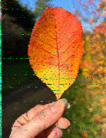 Shortwave Radiogram image