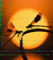 Shortwave Radiogram image