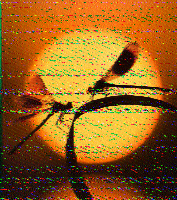 Shortwave Radiogram image