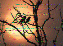 Shortwave Radiogram image