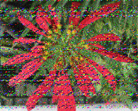 Shortwave Radiogram image