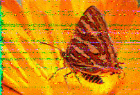 Shortwave Radiogram image