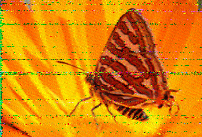 Shortwave Radiogram image