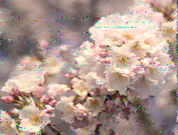 Shortwave Radiogram image
