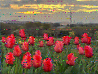 Shortwave Radiogram image