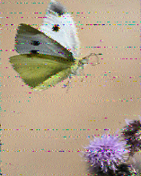 Shortwave Radiogram image