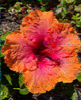 Shortwave Radiogram image