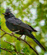 Shortwave Radiogram image