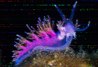 Shortwave Radiogram image