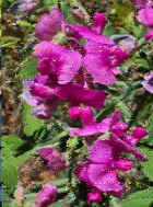 Shortwave Radiogram image