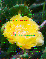 Shortwave Radiogram image