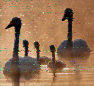 Shortwave Radiogram image
