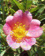 Shortwave Radiogram image