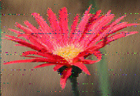 Shortwave Radiogram image