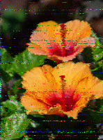 Shortwave Radiogram image