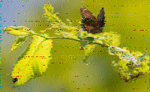 Shortwave Radiogram image