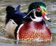 Shortwave Radiogram image