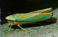 Shortwave Radiogram image