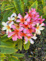 Shortwave Radiogram image