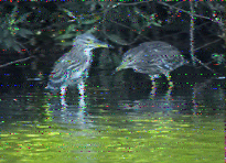 Shortwave Radiogram image