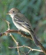 Shortwave Radiogram image