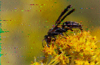 Shortwave Radiogram image