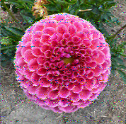 Shortwave Radiogram image