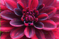 Shortwave Radiogram image