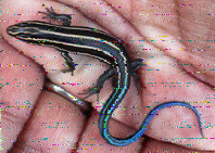 Shortwave Radiogram image