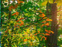 Shortwave Radiogram image