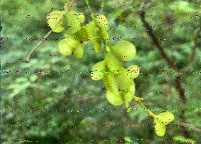 Shortwave Radiogram image