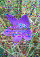 Shortwave Radiogram image
