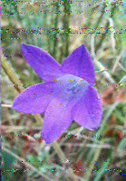 Shortwave Radiogram image