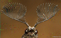 Shortwave Radiogram image