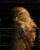 Shortwave Radiogram image