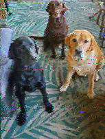 Shortwave Radiogram image