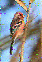 Shortwave Radiogram image