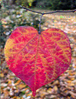 Shortwave Radiogram image